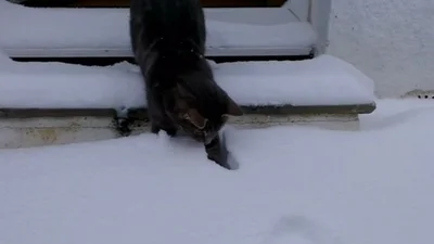 Кота шокировал снег
