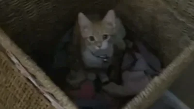 Кот научился складывать грязное белье
