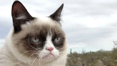 Сердитый кот из Интернета станет героем фильма