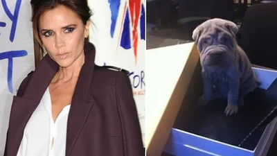 Вікторія Бекхем завела собі нового друга