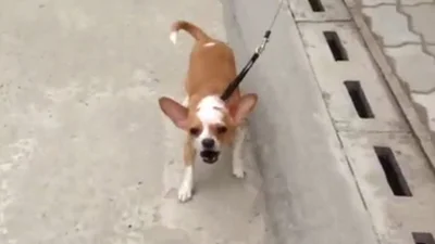 Кузьму вразив собака, що кашляє