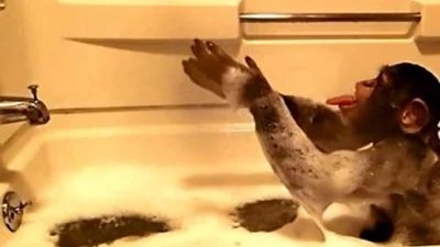 Смешное шимпанзе принимает ванну с пеной