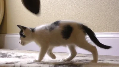 Маленький котик борется с большим доберманом