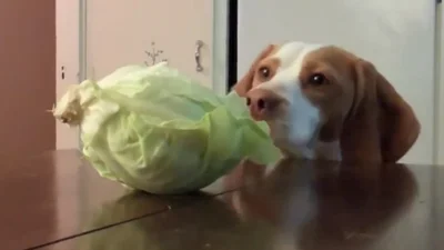 Смешной пес ворует капусту