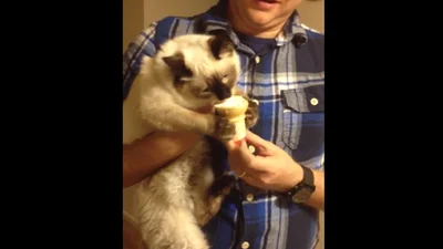 Кот вкусно кушает мороженое