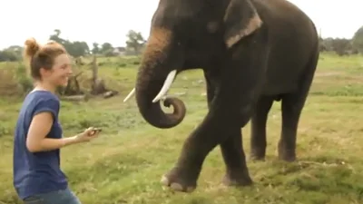 Милый слон играет с телефоном