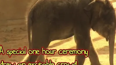 Новорожденный слон делает первые шаги