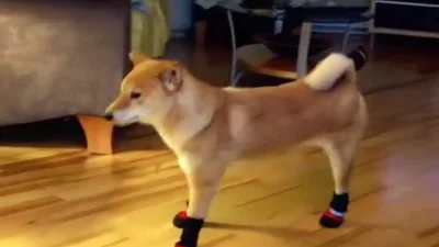 Танец собаки в тапочках порвал интернет
