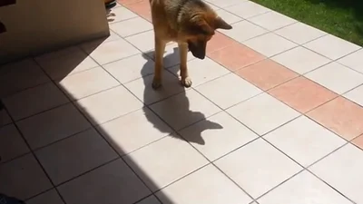 Смешная собака охотиться за своей тенью