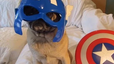 В интернете завелись собаки-супермены