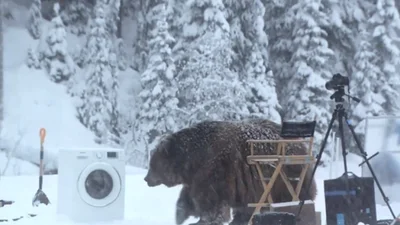Смешное видео о медведе порвало интернет