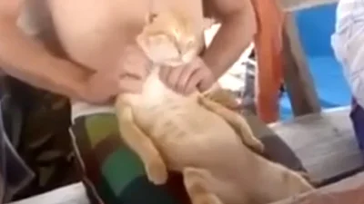 Смешной кот балдеет от массажа