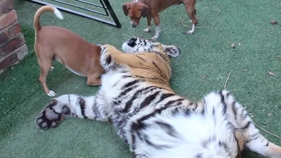 Смешной тигр забавно играет с собаками