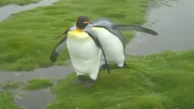 Смешные пингвины покорили интернет