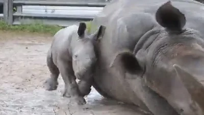 Маленький носорог развлекается в грязи