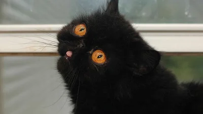 Смешная кошка Черника покорила интернет