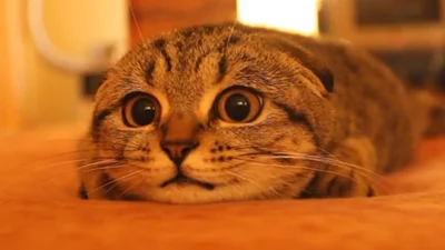Самый милый в мире кот покорил интернет
