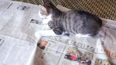 Кот удивительно читает газету