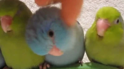 Попугаи кайфуют от массажа