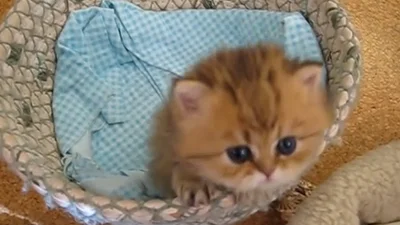 Милый персидский котенок покорил интернет