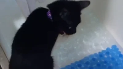 Смешной кот забавно играет с водой