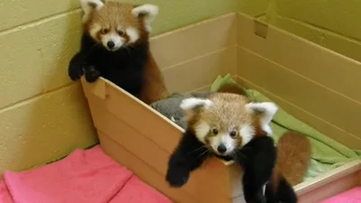 Малыши экзотической панды покорили интернет своей милостью