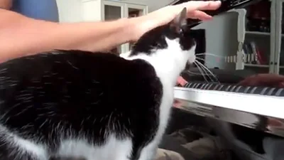 Кот берет уроки игры на фортепиано
