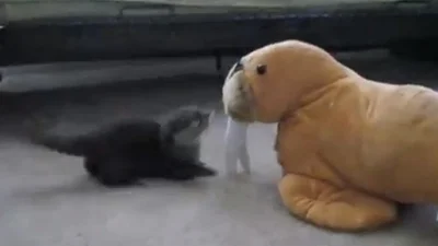 Смешная выдра нападает на игрушечного моржа