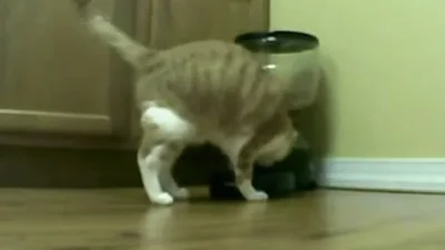 Смешной кот возненавидел бытовую технику