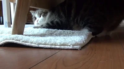 Кот беспардонно играет под столом