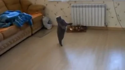 Удивительный кот ходит, как человек