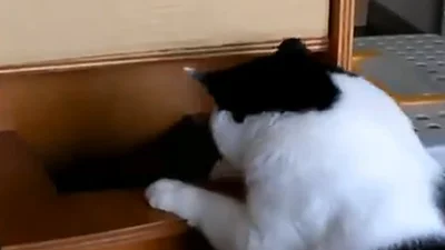 Толстый кот застрял в шкафу