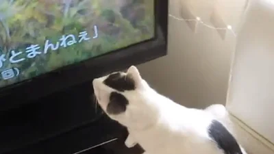 Кот научился смотреть телевизор