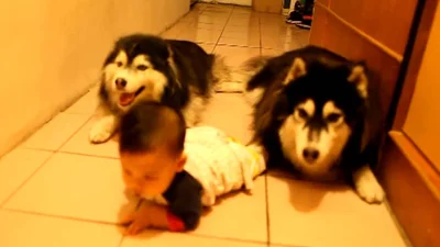Собаки смешно преследуют младенца