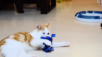 Робот смешно атакует кота