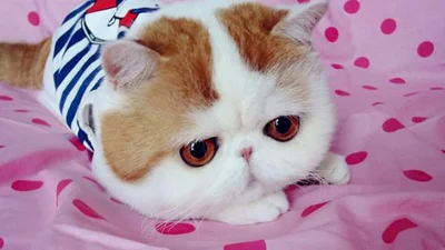Обнаружен самый милый кот интернета