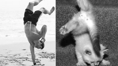 Чоловіки та коти: хто кращий?