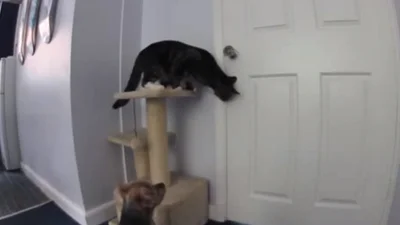 Кот смешно открывает собаке дверь