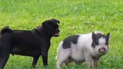 Свинья и собака – лучшие друзья