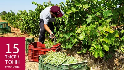 В Коблево получен рекордный урожай винограда