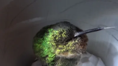 Найдена самая удивительная в мире птица