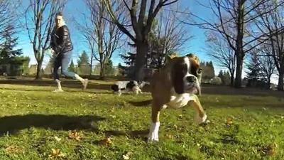 Смешной щенок научился бегать на 2 лапах