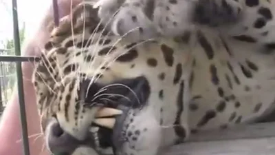 Смешной леопард обожает, когда его гладят