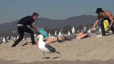 Сумасшедшие чайки атаковали пляж