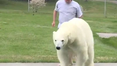 Удивительная дружба мужчины и полярного медведя