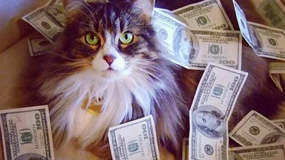 Фишка дня: котики и деньги