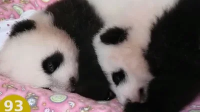 Удивительно: первые 100 дней из жизни панды