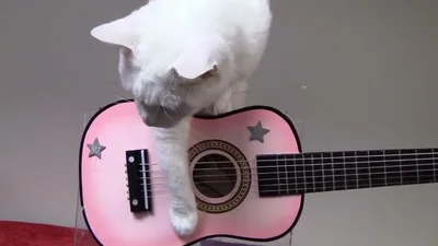 Удивительные коты смешно играют на инструментах