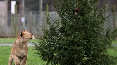 Как львы отпраздновали Рождество в зоопарке