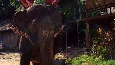 Анастасія Волочкова оседлала слона